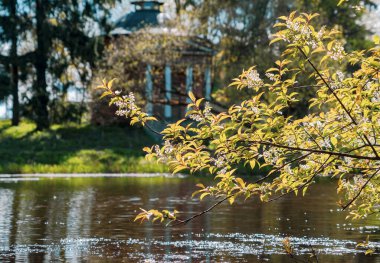 Suyun üzerinde beyaz bir kiraz çiçeği olan bir dal.