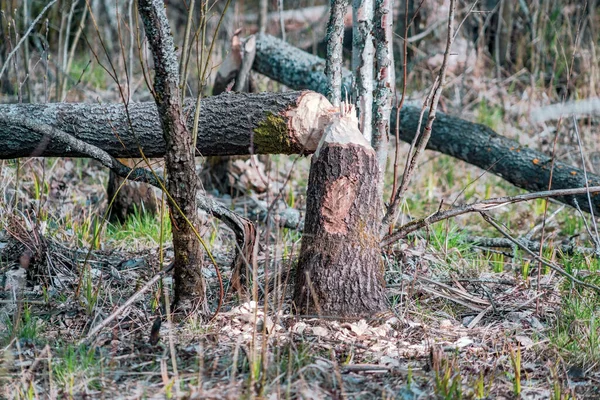 Uma Árvore Roída Por Castor — Fotografia de Stock