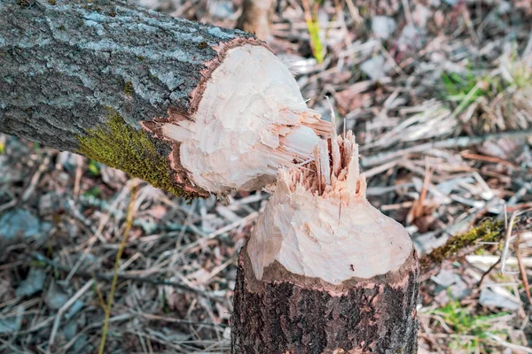 Uma Árvore Roída Por Castores Caiu Primavera — Fotografia de Stock