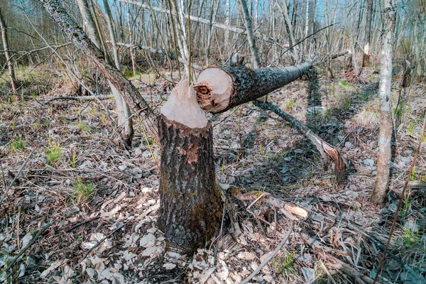 Uma Árvore Roída Por Castores Caiu Primavera — Fotografia de Stock