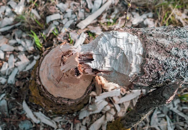 Albero Rosicchiato Dai Castori Cadde Primavera — Foto Stock