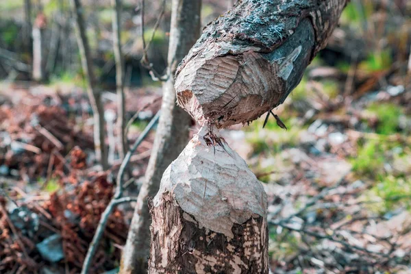 Albero Rosicchiato Dai Castori Cadde Primavera — Foto Stock