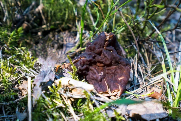 Morel mantarı ormanda yosun üzerinde yetişir.