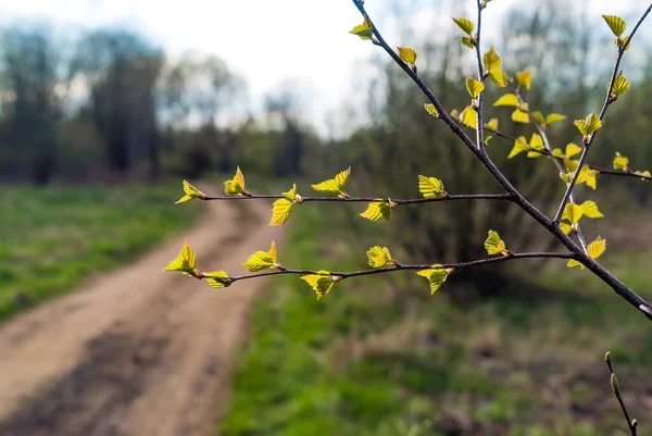 道路近くの春に白樺の木に最初の緑の葉 — ストック写真