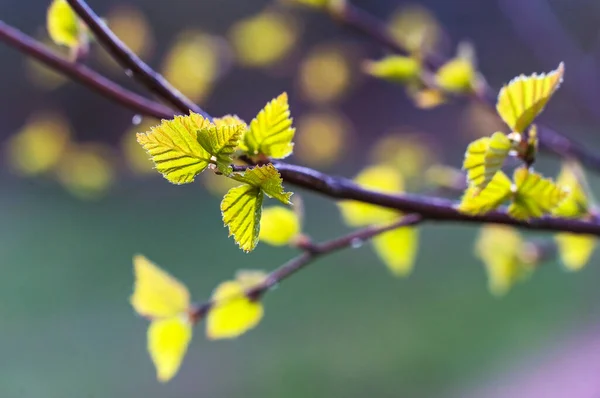 春に白樺の最初の緑の葉 — ストック写真