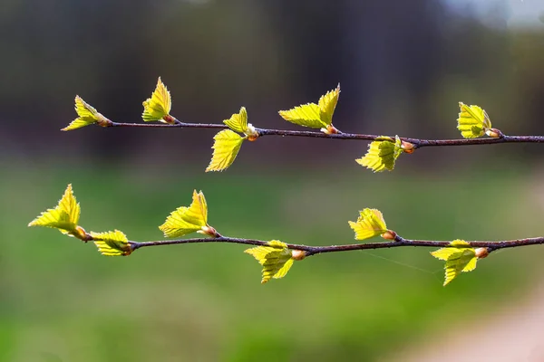 春に白樺の最初の緑の葉 — ストック写真