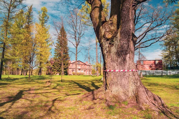 Oak in the Park tied with protective tape from the coronavirus. Leningrad region.