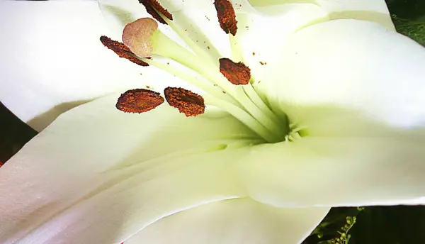 Doğa çiçek makro.