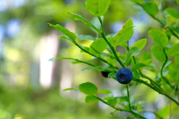Berry Blueberry yakın çekim