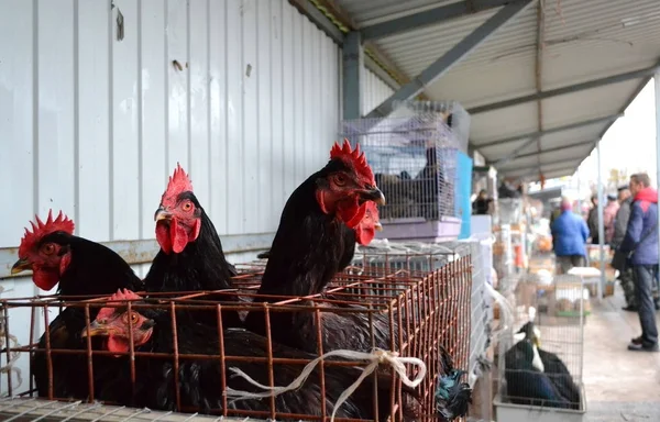 Evde beslenen hayvan pazarında satılan siyah tavuk