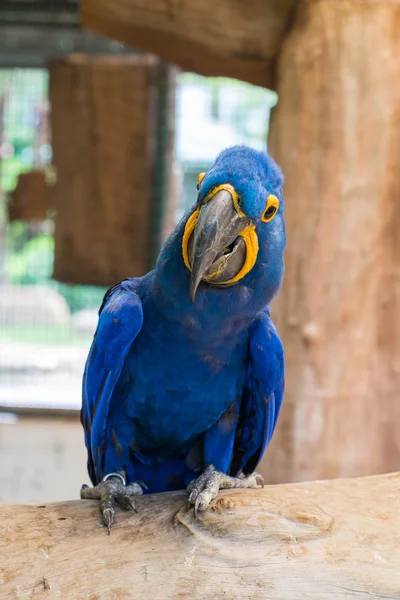 Hyacinth macaw или Hyacinthy macaw (Anodorhynchus Hyacinthinus ) — стоковое фото