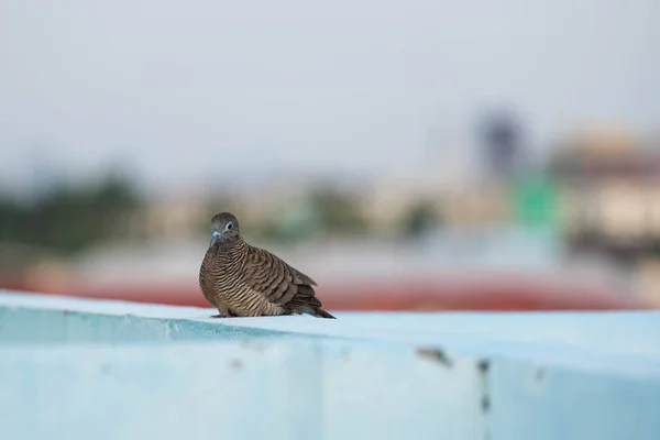 Зебра голубь (Geopelia striata) сидит на крыше — стоковое фото