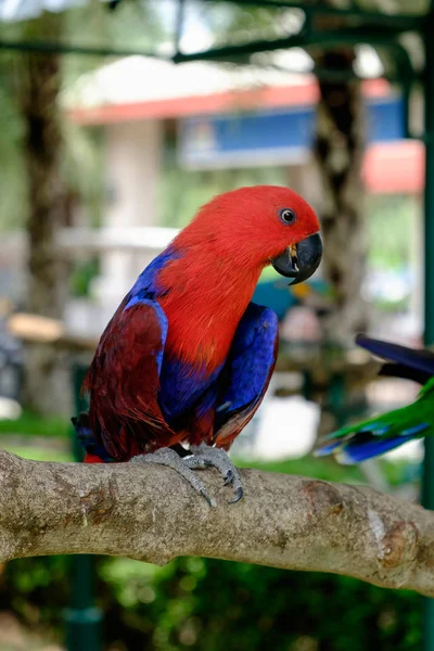 Боковой вид красного попугая Eclectus, сидящего на ветке — стоковое фото