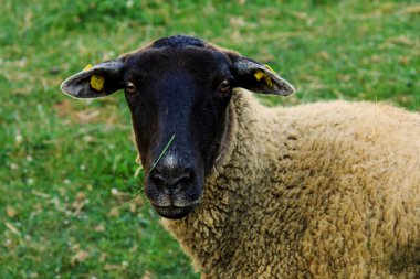 Taze çayır koyun ayakta