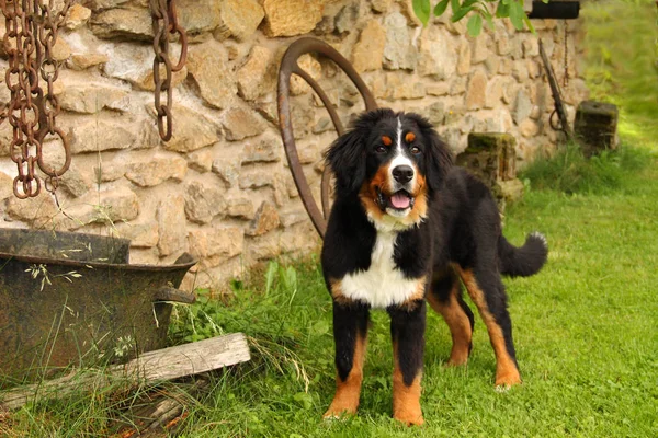 Chien de montagne bernais chiot Images De Stock Libres De Droits