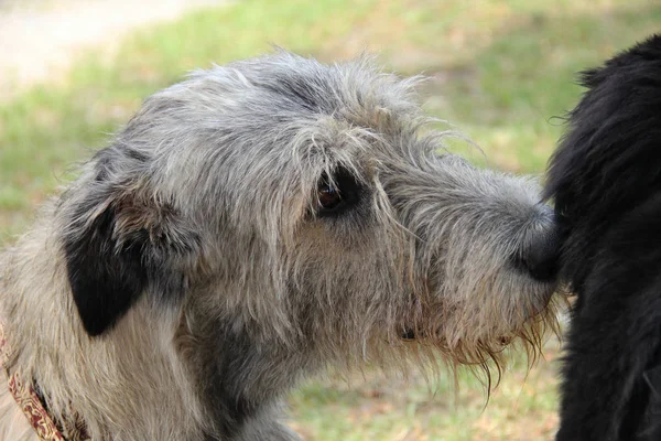 Chien-loup irlandais Photos De Stock Libres De Droits