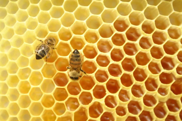 Bijen op een honingraat, binnen de Bijenkorf — Stockfoto