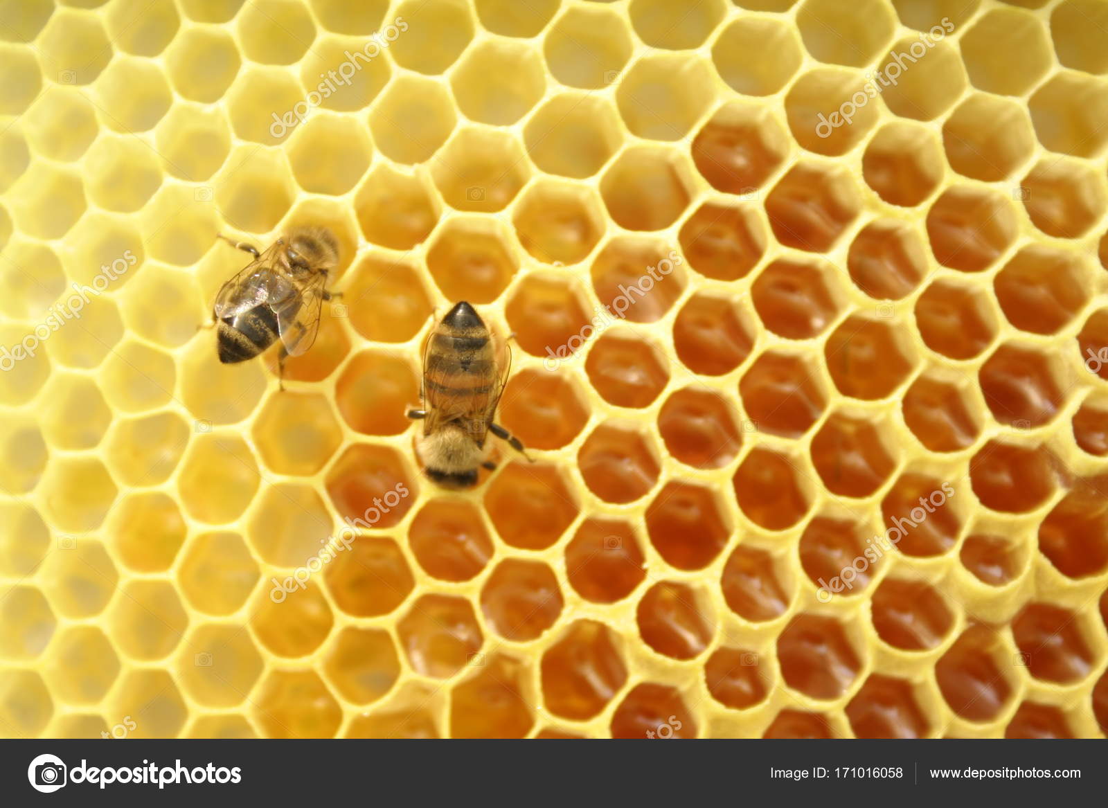 Abelhas em um favo de mel, dentro da colmeia fotos, imagens de