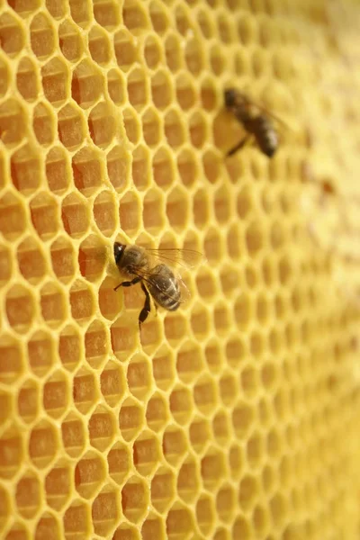 Bin på en honeycomb, inuti en bikupa — Stockfoto