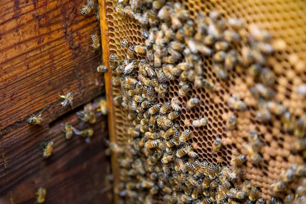 Arıların kovan içinde bir petek üzerinde — Stok fotoğraf