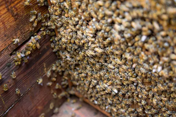 Μέλισσες σε μια κηρήθρα, μέσα στην κυψέλη — Φωτογραφία Αρχείου