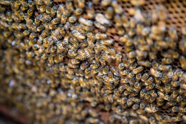 Bijen op een honingraat, binnen de Bijenkorf — Stockfoto