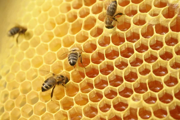 Bijen op een honingraat, binnen de Bijenkorf — Stockfoto