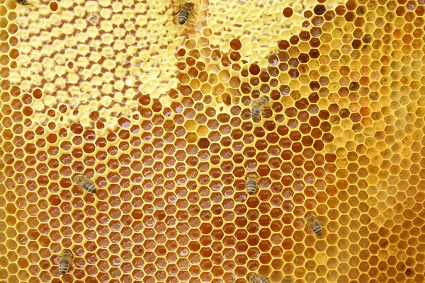 Bin på en honeycomb, inuti en bikupa — Stockfoto