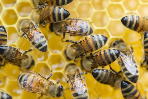 Bijen op een honingraat, binnen de Bijenkorf — Stockfoto