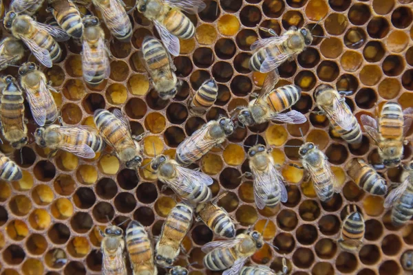 蜂の巣の内部のハニカム上の蜂 — ストック写真