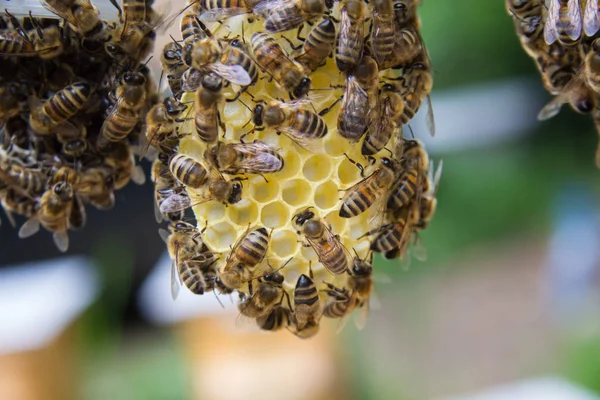 Bijen op een honingraat, binnen de Bijenkorf — Stockfoto