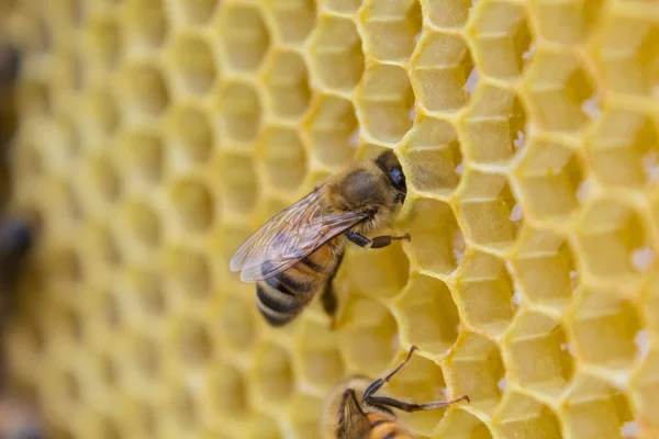 Bees on a honeycomb, inside the beehive Stock Photo