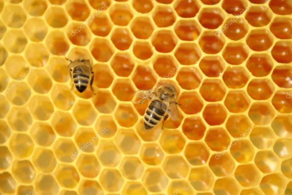Bees on a honeycomb, inside the beehive — Stock Photo © atroszko #171016070