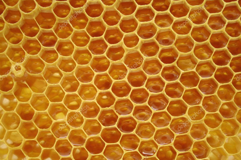the honeycomb
