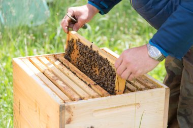 Anda üzerinde arı kovanı yanında sigara içen ile arı kovanı arıcı