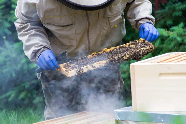 Biodlaren på jobbet på bigården med rökare intill kupans — Stockfoto