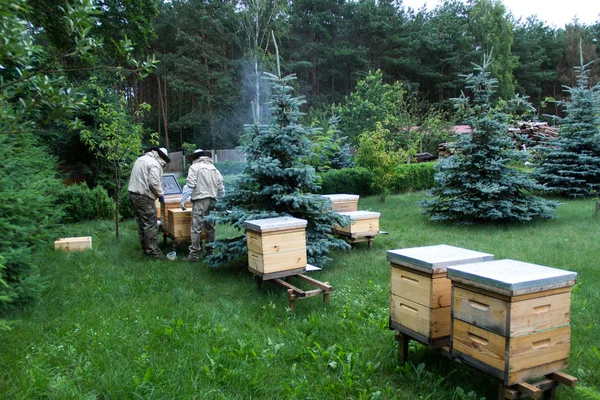 Biodlaren på jobbet på bigården med rökare intill kupans — Stockfoto