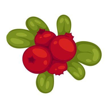 Kızılcık vektör çizim.