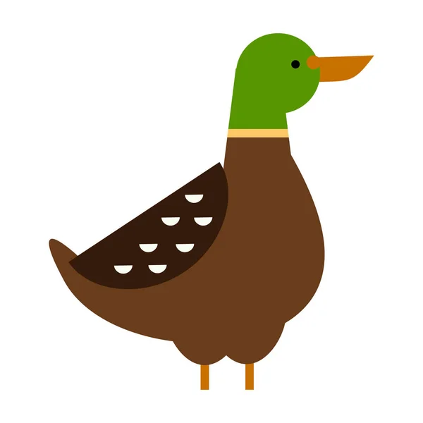 Drake duck vector illustration — Stock Vector