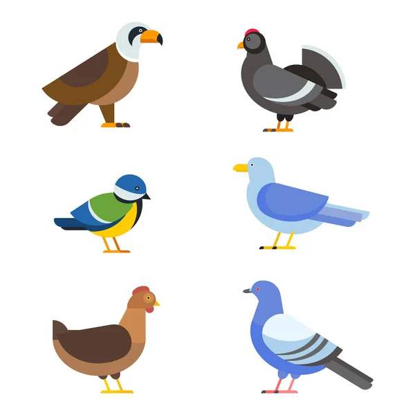 Conjunto de vetores de aves ilustração isolada —  Vetores de Stock