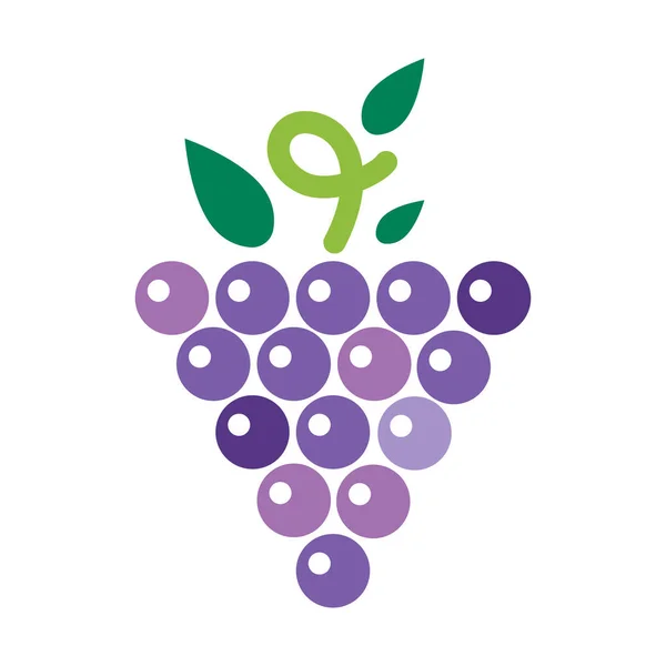 Bunches of ggrapes vector illustration. - Stok Vektor
