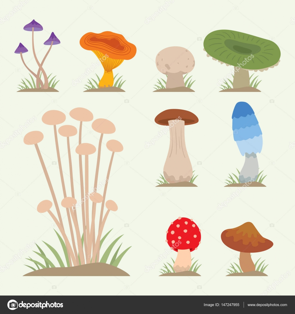 Funghi per cucinare cibo e natura velenosa pasto ve ariano sano autunno mestibile e illustrazione di vettore