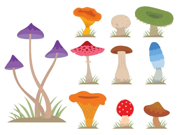 Cogumelos para cozinhar alimentos e comida venenosa natureza refeição vegetariana saudável outono comestível e fungo vegetal orgânico matéria-prima vetor ilustração . —  Vetores de Stock