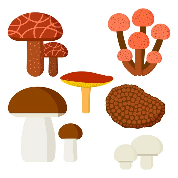 Champiñones para cocinar comida y naturaleza venenosa comida vegetariana saludable otoño comestible y hongo vegetal orgánico ingrediente crudo vector ilustración . — Archivo Imágenes Vectoriales