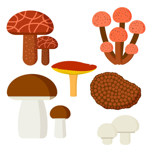 Mushrooms for cook food and poisonous nature meal vegetarian healthy autumn edible and fungus organic vegetable raw ingredient vector illustration.
