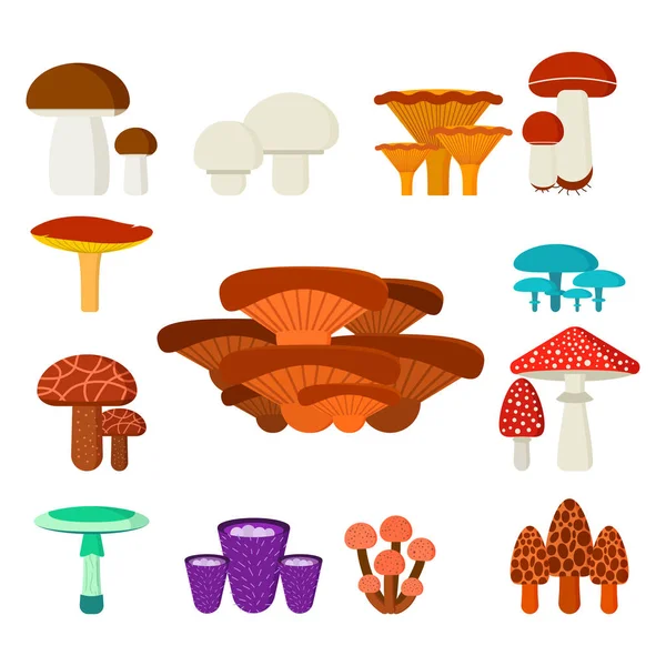 Mushrooms for cook food and poisonous nature meal vegetarian healthy autumn edible and fungus organic vegetable raw ingredient vector illustration. — Stock Vector