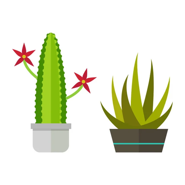 Кактус природа пустыня цветок зеленый мексиканский сочный тропический растение кактус цветочный вектор иллюстрация . — стоковый вектор