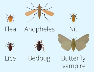 Renkli böcekler simgeler izole yaban hayatı kanat ayrıntı yaz solucan tırtıl böcek vahşi vektör çizim.