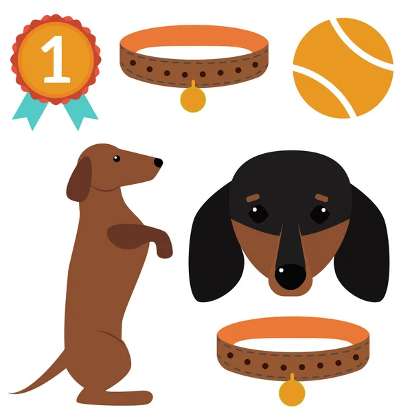 Dachshund cão jogando vetor ilustração elementos set flat style filhote de cachorro doméstico pet acessório . — Vetor de Stock