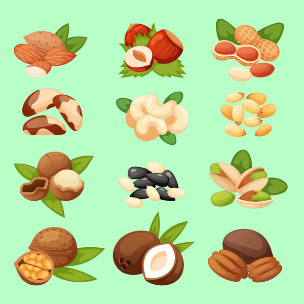 Set of nuts vector illustration food natural